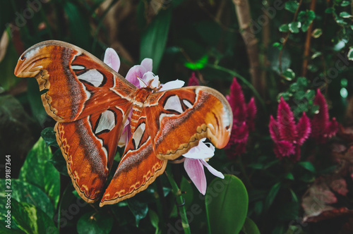 Photography Beautiful large color butterfly on a leaf close up in Butterfly House in Vienna,