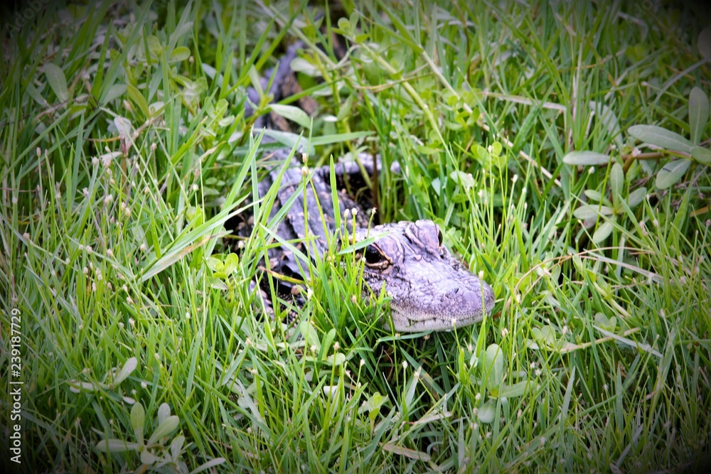 Obraz premium alligator in swamp