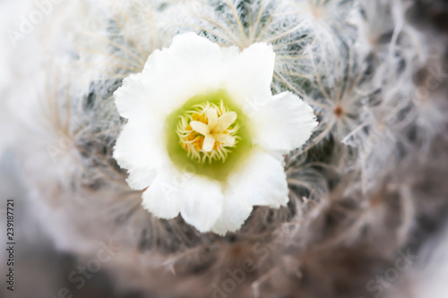 White flowers of cactus Mammillaria plumosa.
