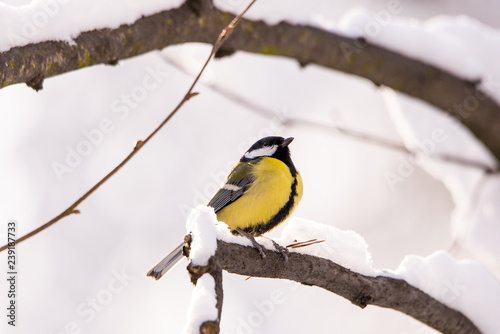 A titmouse