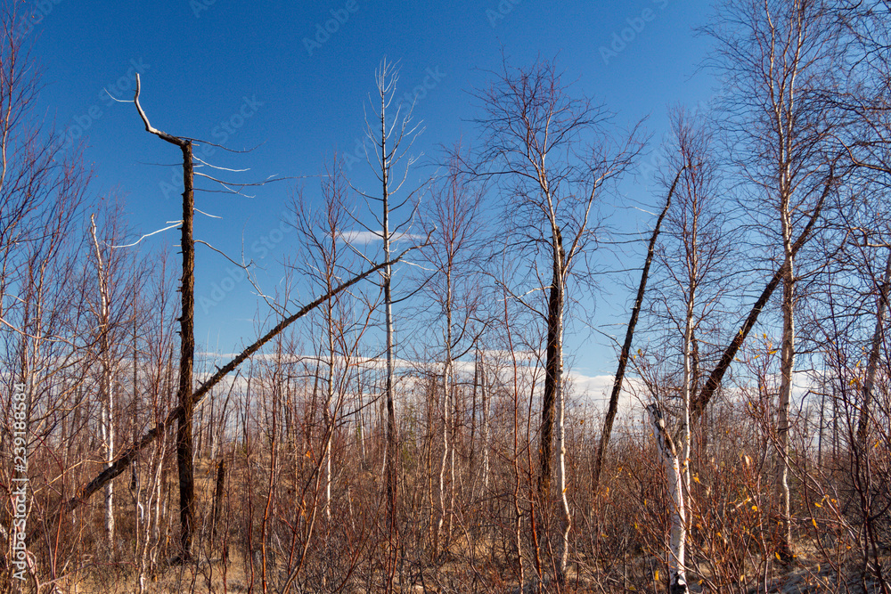 Autumn nature of the Taimyr. Norilsk Autumn nature of the Taimyr. Norilsk