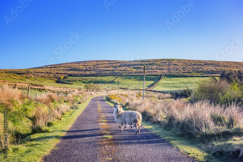 Landscape with sheeps on the road in a county Cork