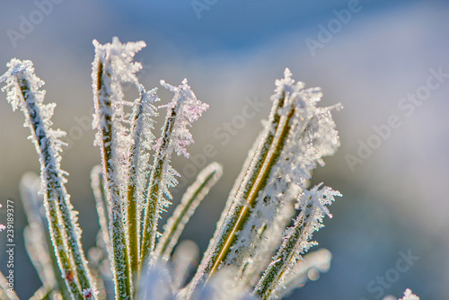 Flower branches are frozen
