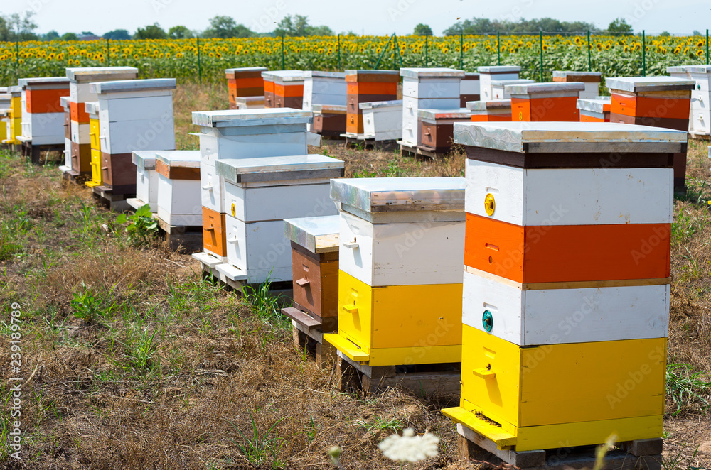 Colored beehives. Bee garden. Colored beehives. Bee garden.