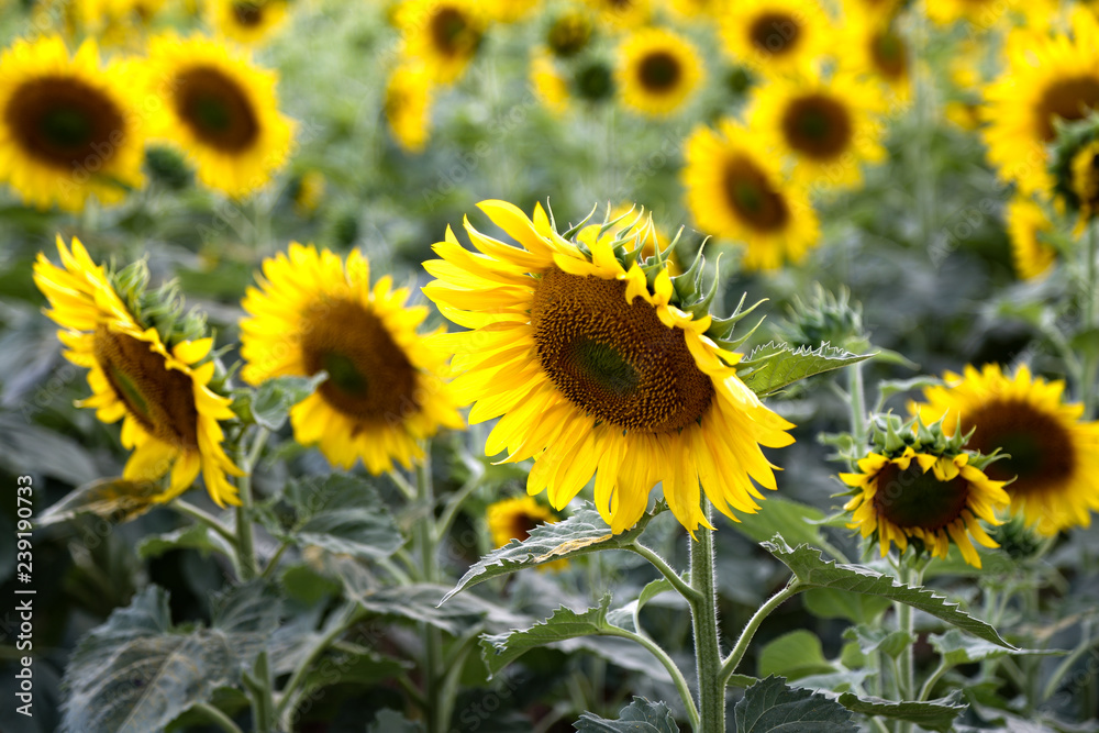 Sonnenblumen Blume Blumenfeld