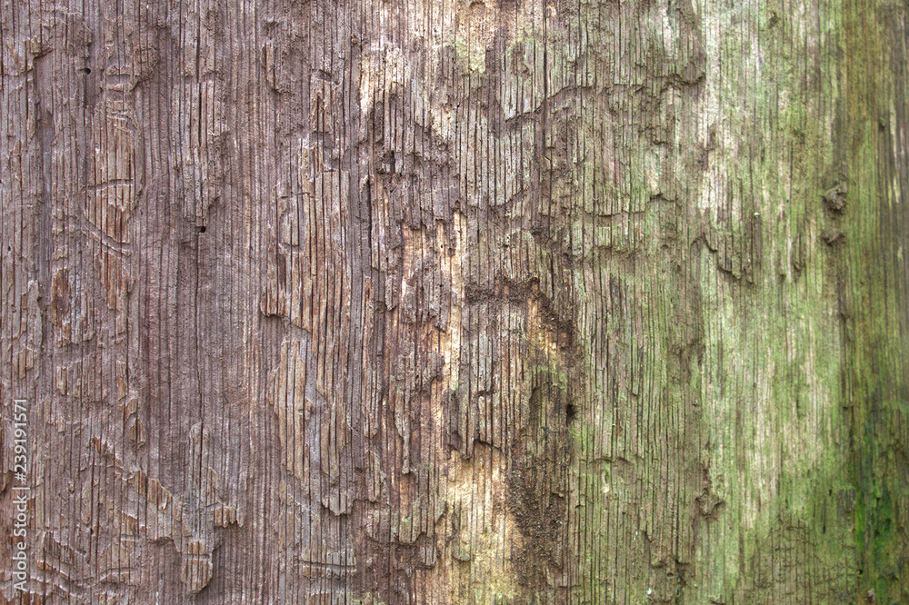 Obraz premium Texture of old, rotten wood.Lying in the forest.Design Background. 