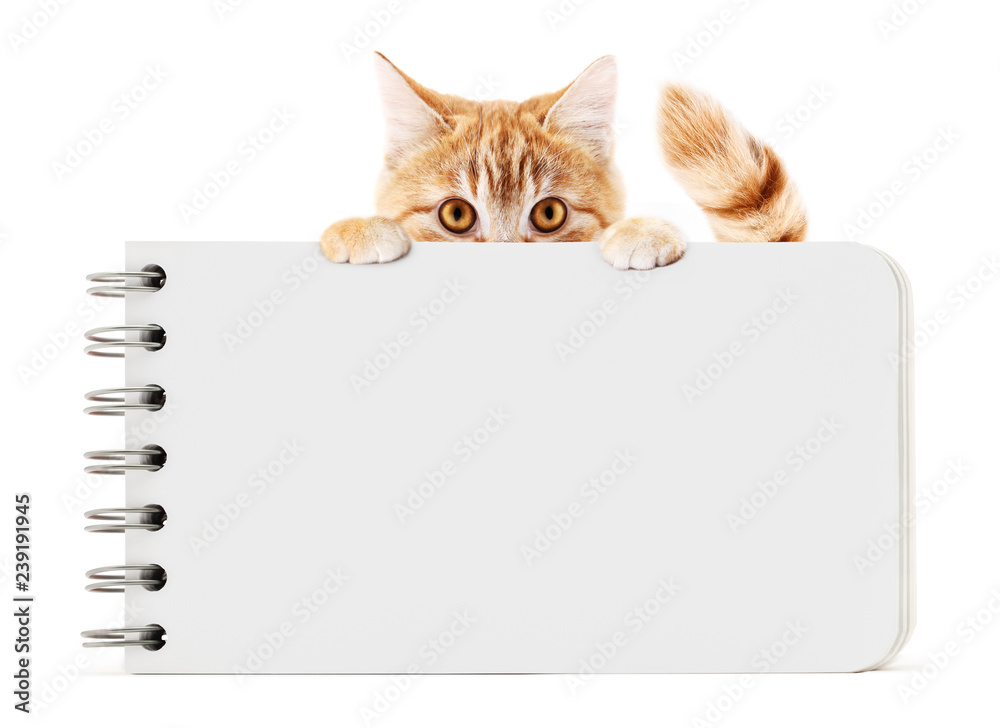 Cat Doing Notes funny pet cat showing a block notes isolated on white background blank ...