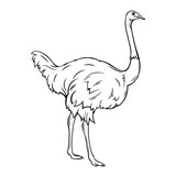Outline ostrich icon