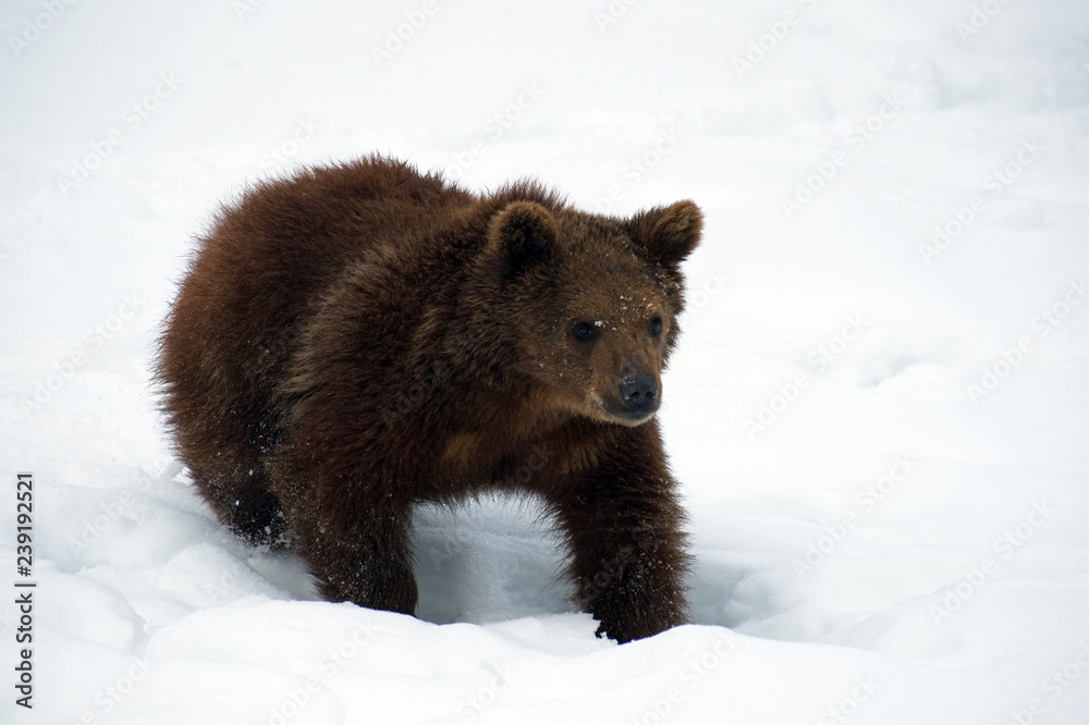Obraz premium young bear in snow looking 