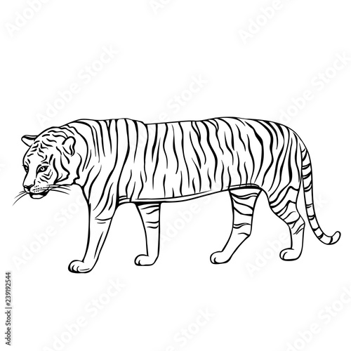 Outline tiger icon