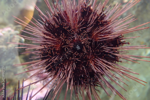 Sea urchin in aquarium © Steven Moab