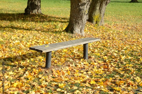 Bild auf Leinwand Bench in sunny autumn park.
