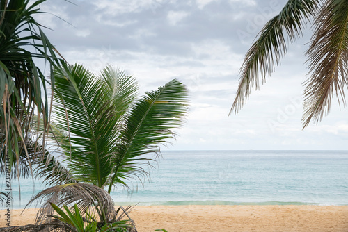 Tropical beach with palm trees.