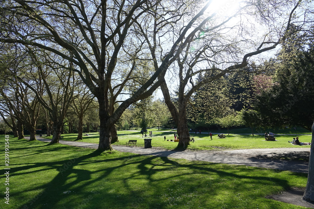 Obraz premium park in spring