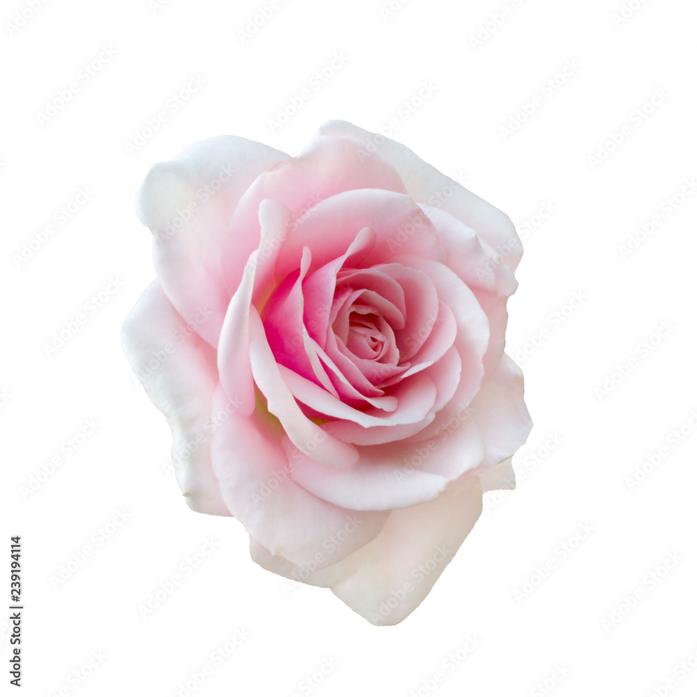 beautiful pink rose beautiful pink rose