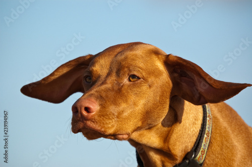Wallpaper Mural Vizsla Dog on a Windy Day Torontodigital.ca