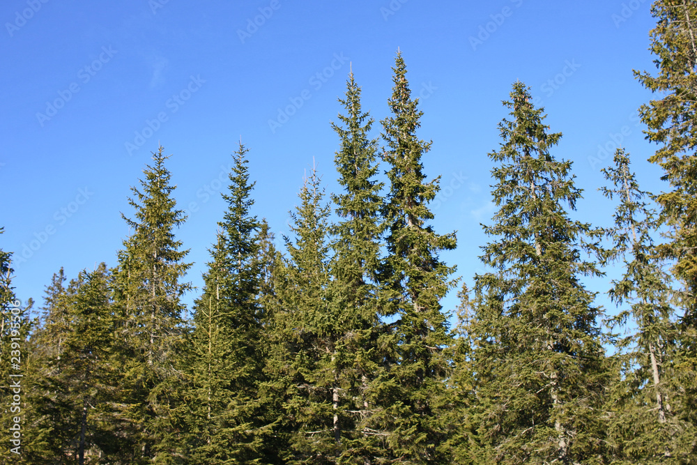 blue sky behind trees- suitable as background, composing, blue sky behind trees- suitable as background, composing,