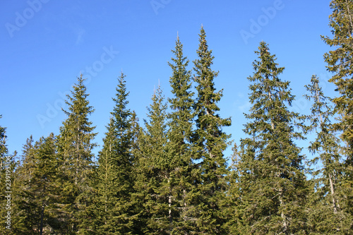 blue sky behind trees- suitable as background  composing 