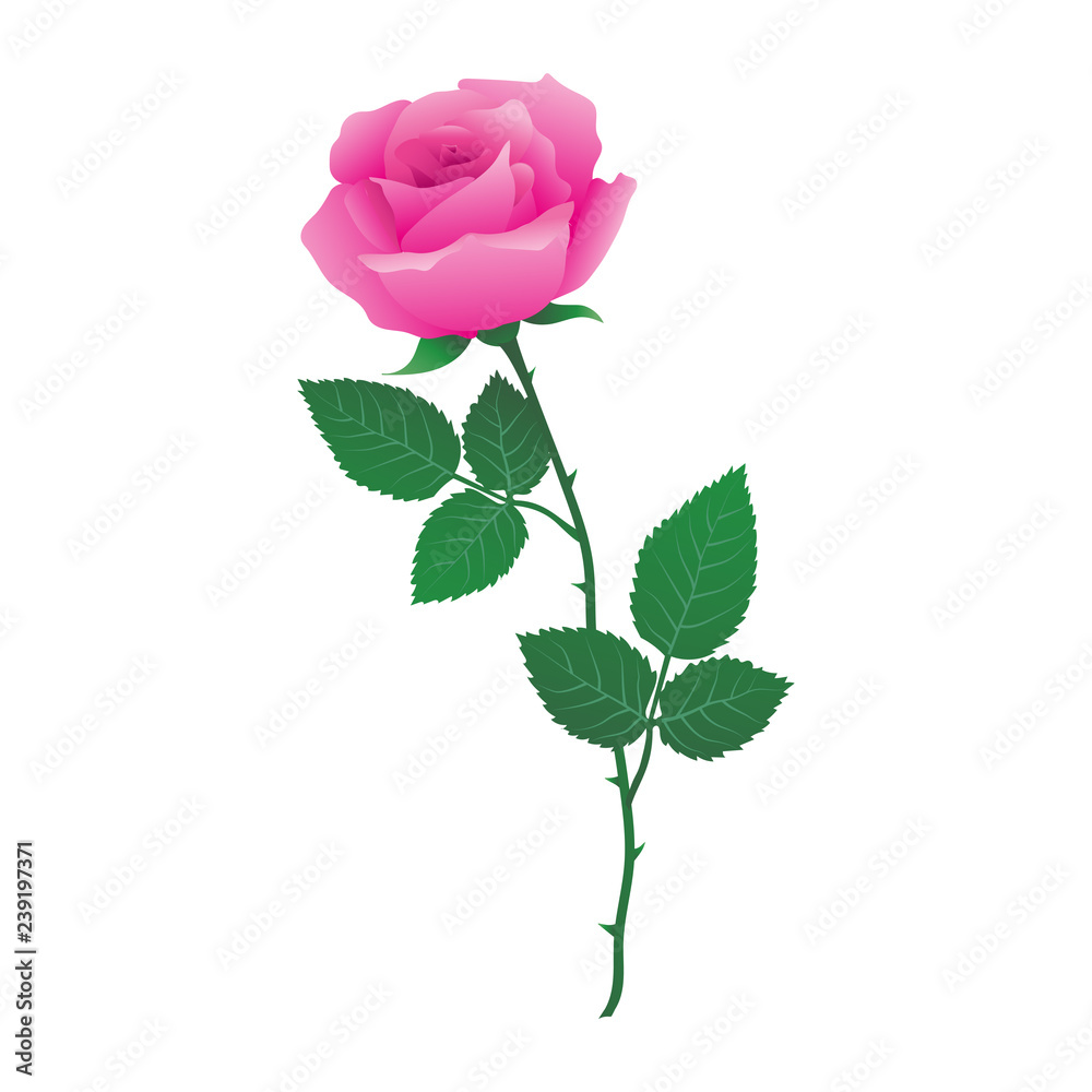Rose Rose