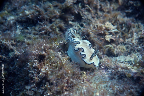 Nudibranch-Glossodoris Atromarginata photo