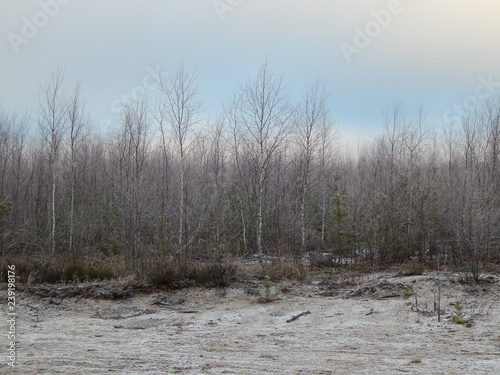 Plain with low-growing trees in early winter,