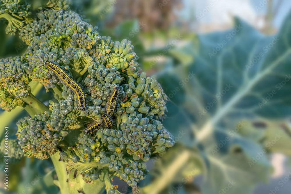 Pieris brassicae larva is a caterpillar of a large white Cabbage butterfly on a broccoli cabbage plant
