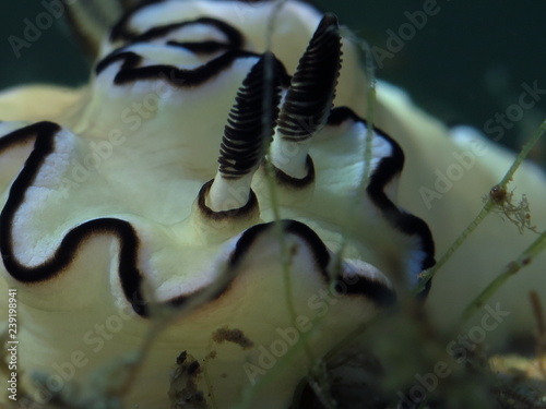 Nudibranch-Glossodoris Atromarginata, Close up of Rhinopores photo