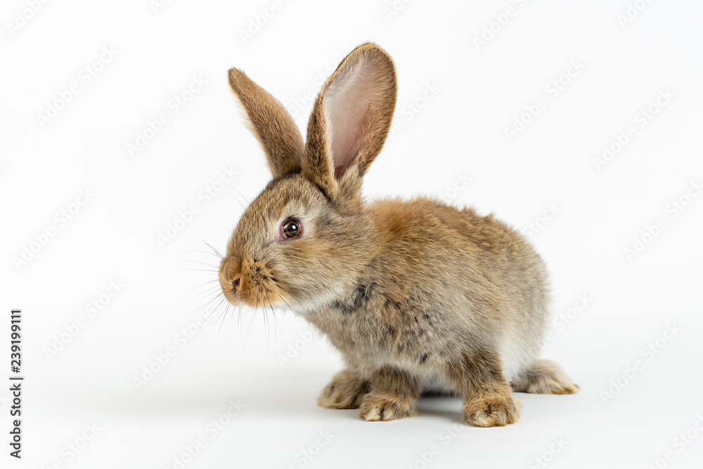 Cute young grey Flemish Giant rabbit, isolated on white background