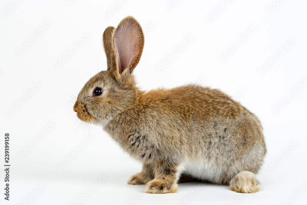 Cute young grey Flemish Giant rabbit, isolated on white background Cute young grey Flemish Giant rabbit, isolated on white background