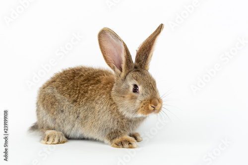 Cute young grey Flemish Giant rabbit, isolated on white background