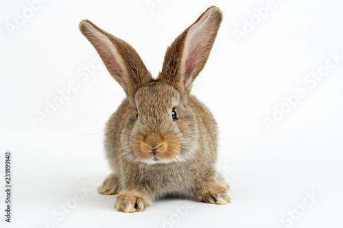 Cute young grey Flemish Giant rabbit, isolated on white background © danylamote