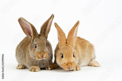 Cute pair of young baby Flemish Giant rabbits, natural grey and sand colour, isolated on white background.