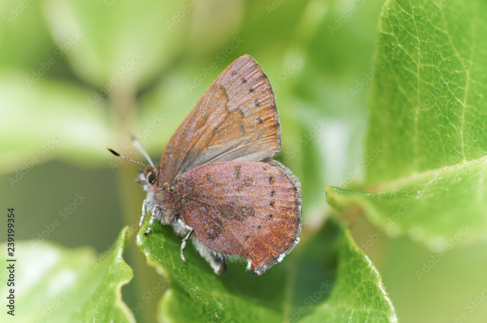 Brown Elfin (Callophrys augustinus) perched on green leaves. Mt Diablo State Park, Contra Costa County, California, USA. April 8, 2013. Brown Elfin (Callophrys augustinus) perched on green leaves. Mt Diablo State Park, Contra Costa County, California, USA. April 8, 2013.