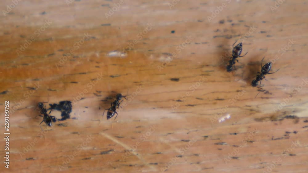 Close-Up Of Ants Drinking Water On Wooden Background. Close-Up Of Ants Drinking Water On Wooden Background.