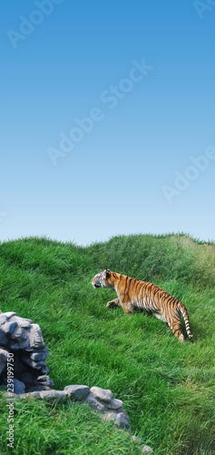 Fototapeta Naklejka Na Ścianę i Meble -  Tigre con hierba y cielo.