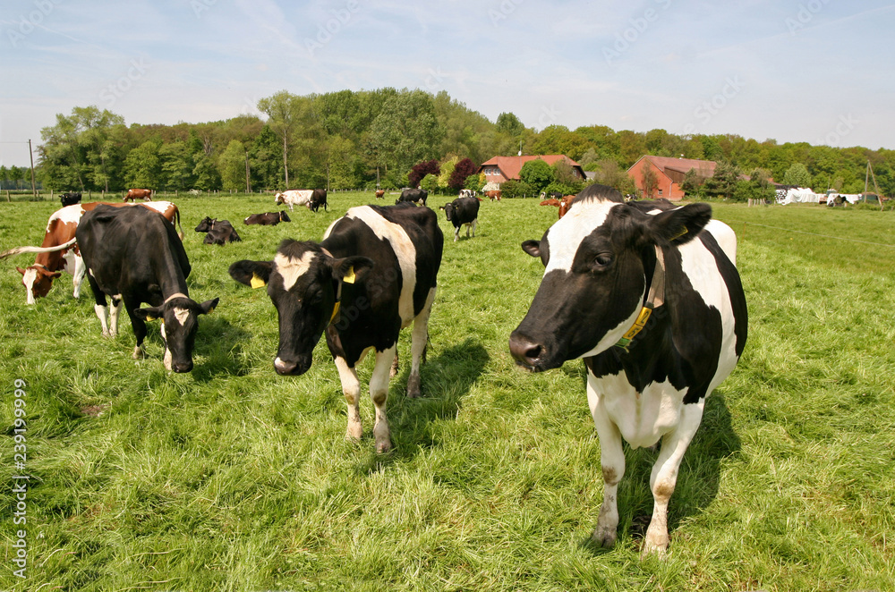 Milchkühe auf der Weide