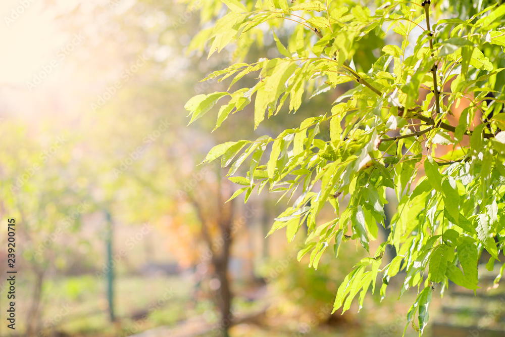 Fototapeta premium Young foliage on a tree in the rays of the sun.