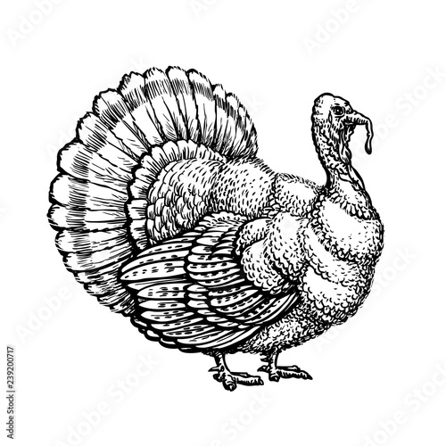 Turkey, turkeycock hand drawn sketch. Vintage Vector illustration