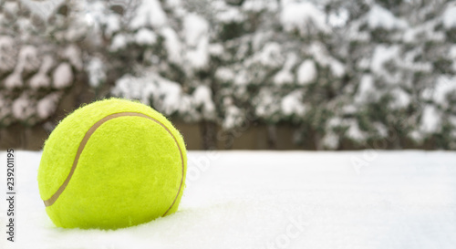 Tennis christmas ball on the snow on Christmas trees background, and falling snowflakes Sports card. Merry Christmas and Happy New Year tennis concept, selective focus photo