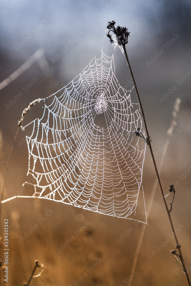 Fragile spider net in early in a foggy wet and cold morning