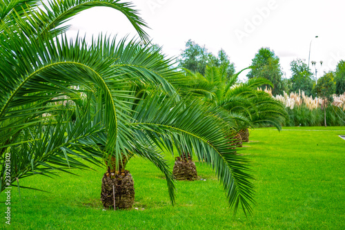 palm tree in garden