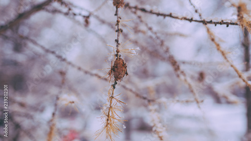 branch of a tree in winter © Арсений Тогулев