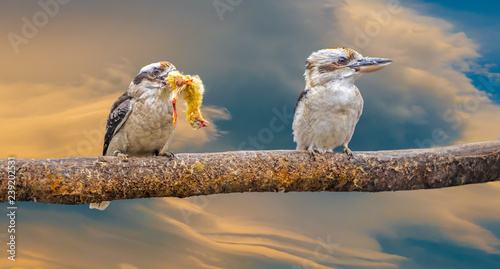 Kookaburra eating a whole chick head first. The chick's feet can still be seen on the edges of the beak. Kookaburras are terrestrial tree kingfishers native to Australia and New Guinea photo