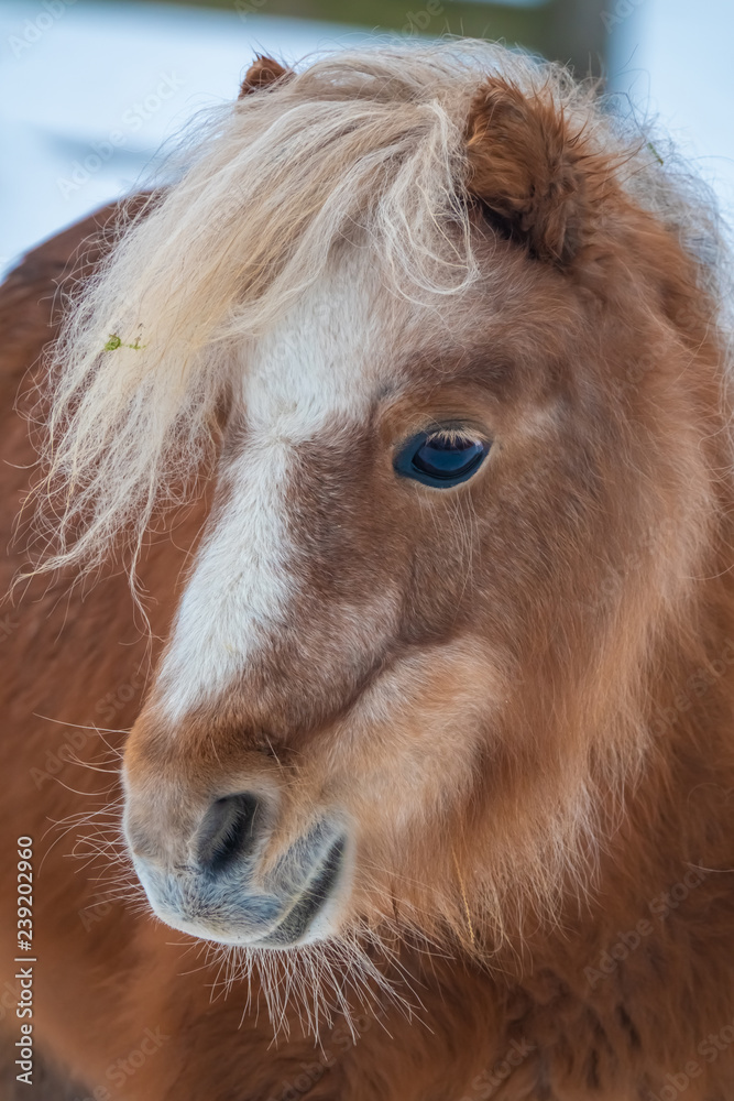 Fototapeta premium Shetland ponies on a snow covered winter feild