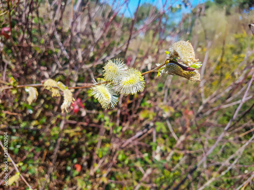 Male flowers of grey or gray willow photo