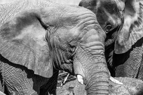 Elephant Chat at the Oakland Zoo