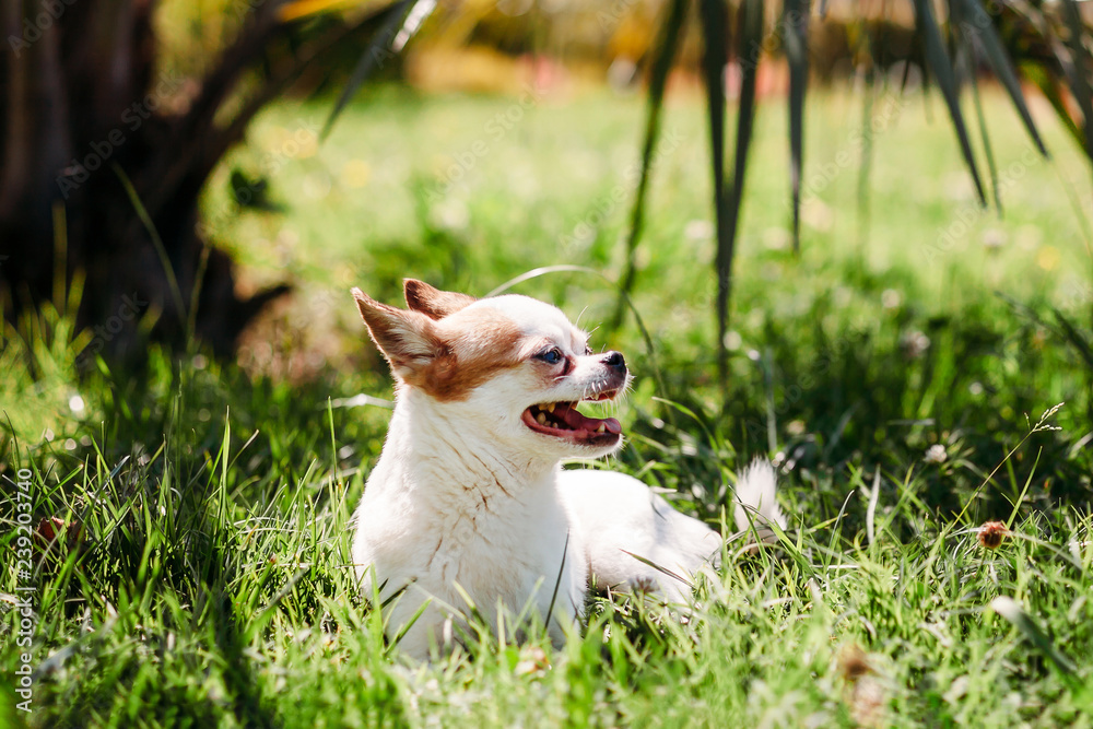 chihuahua in grass