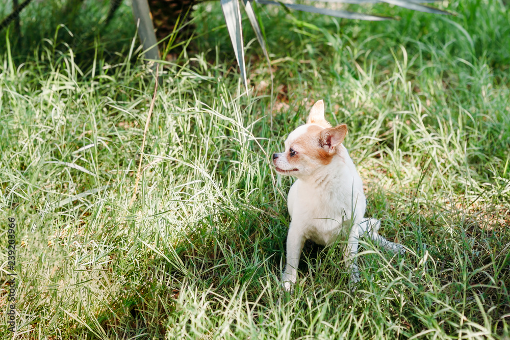 Cute little smiling dog Chihuahua in the garden on the grass under a palm tree is resting on a hot sunny summer day