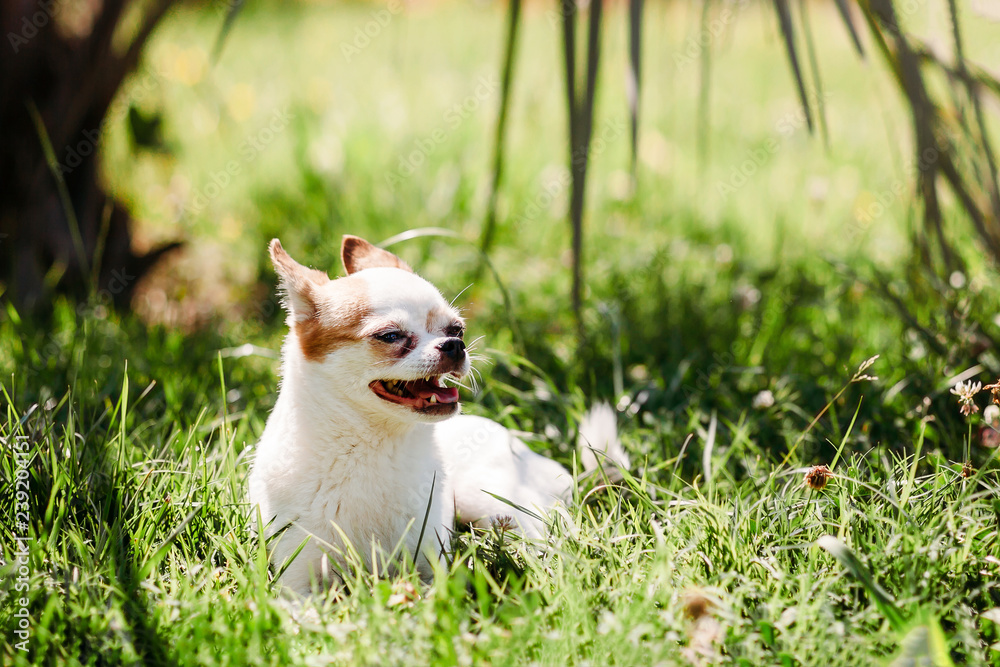 Cute little dog Chihuahua in the grass under a palm tree is resting on a hot sunny summer day. copy space Cute little dog Chihuahua in the grass under a palm tree is resting on a hot sunny summer day. copy space