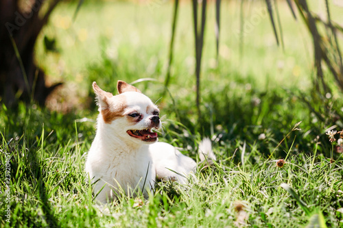 Cute little dog Chihuahua in the grass under a palm tree is resting on a hot sunny summer day. copy space